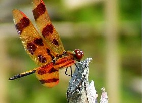 Counseling and Psychotherapy Services for the North Shore and Chicagoland